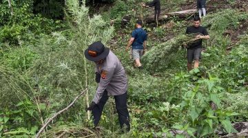 Polres Gayo Lues Musnahkan 53 Ribu Batang Ganja di Pegunungan Pining