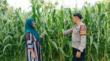 Polisi Bersama Masyarakat: Polsek Babussalam Sosialisasikan Bahaya Karhutla, Warga Diimbau Tidak Membakar Sisa Panen
