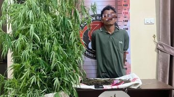 Respons Informasi Warga, Polres Aceh Tenggara Ungkap Penanaman Ganja di Ketambe